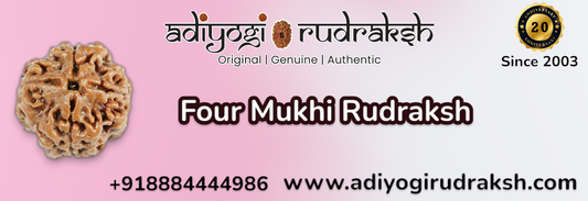 4 Mukhi Rudraksha