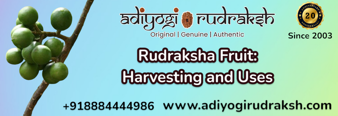 Rudraksha Fruit