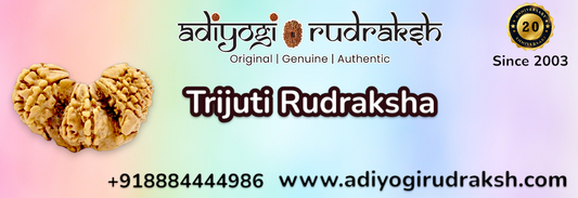 Trijuti Rudraksha