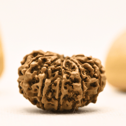 10 Mukhi Nepali Rudraksha - Collector