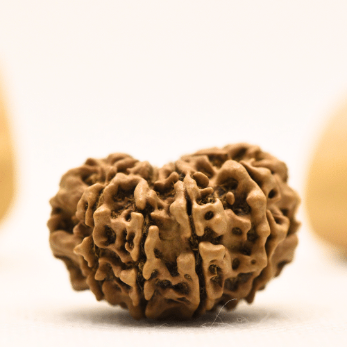 10 Mukhi Nepali Rudraksha - Collector