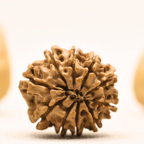 10 Mukhi Nepali Rudraksha - Collector