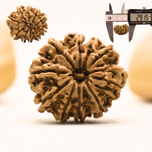 10 Mukhi Nepali Rudraksha - Collector