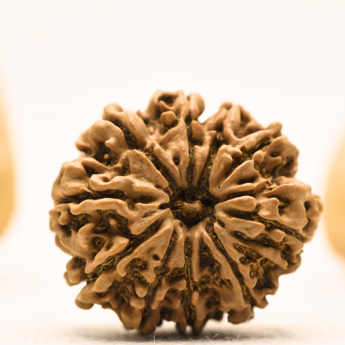 10 Mukhi Nepali Rudraksha - Collector