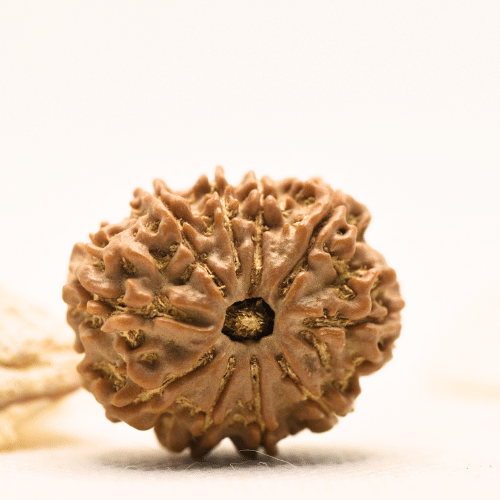 10 Mukhi Nepali Rudraksha - Large