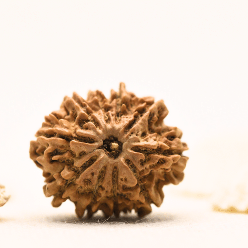 10 Mukhi Nepali Rudraksha - Large