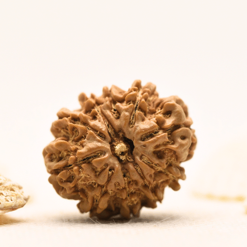 10 Mukhi Nepali Rudraksha - Large