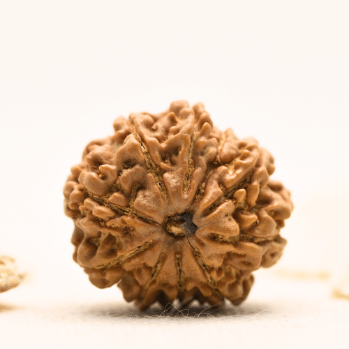 10 Mukhi Nepali Rudraksha - Large