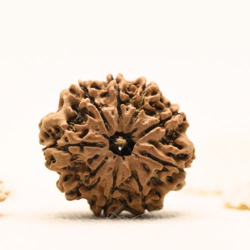 10 Mukhi Nepali Rudraksha - Large