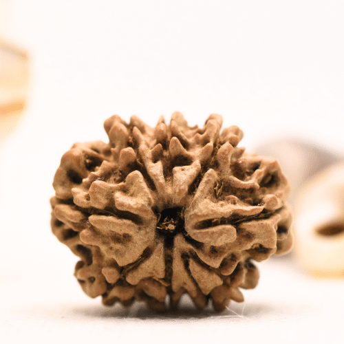 10 Mukhi Nepali Rudraksha - Regular