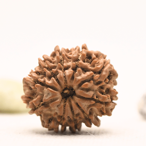 10 Mukhi Nepali Rudraksha - Regular