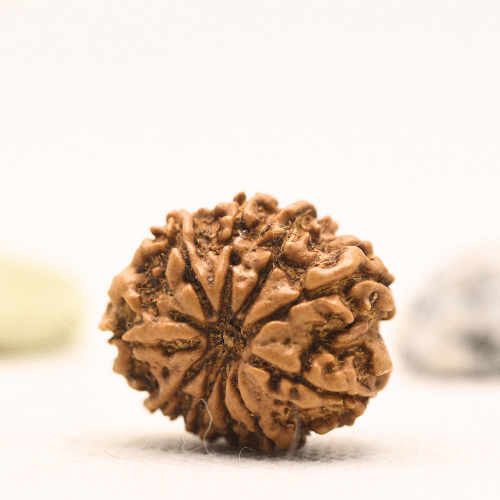 10 Mukhi Nepali Rudraksha - Regular