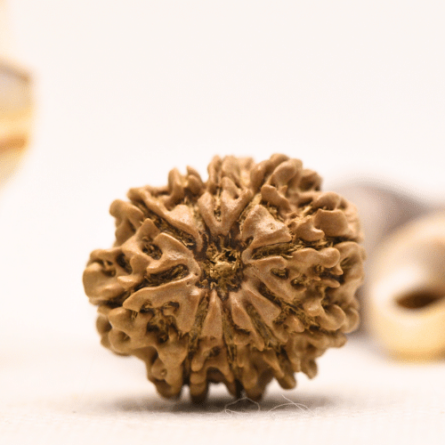 10 Mukhi Nepali Rudraksha - Regular