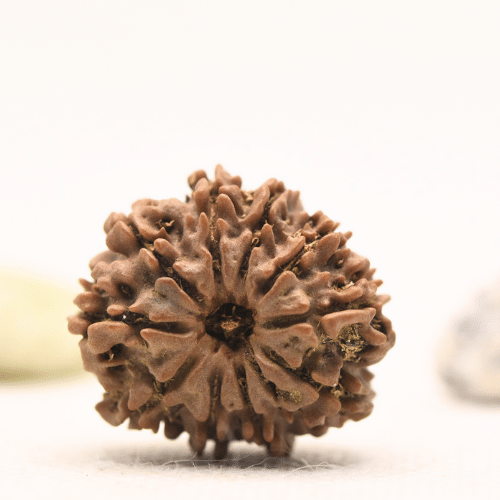 10 Mukhi Nepali Rudraksha - Regular