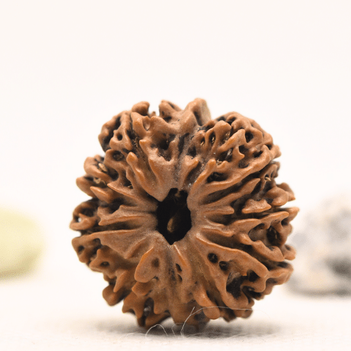 10 Mukhi Nepali Rudraksha - Regular