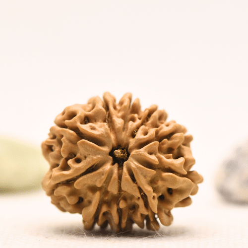 10 Mukhi Nepali Rudraksha - Regular