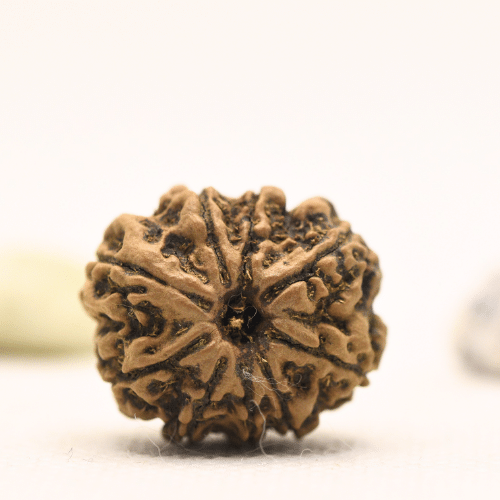 10 Mukhi Nepali Rudraksha - Regular