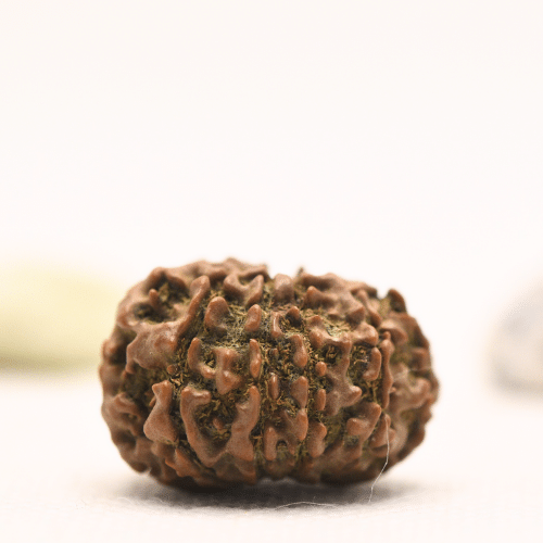 10 Mukhi Nepali Rudraksha - Regular