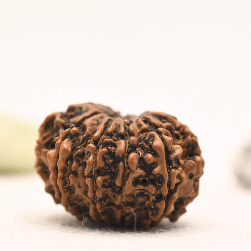 10 Mukhi Nepali Rudraksha - Regular