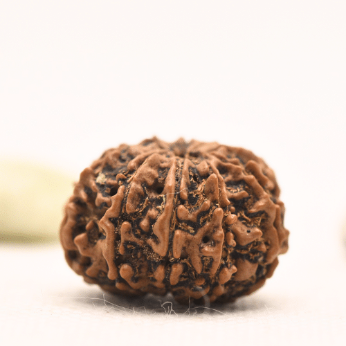 10 Mukhi Nepali Rudraksha - Regular