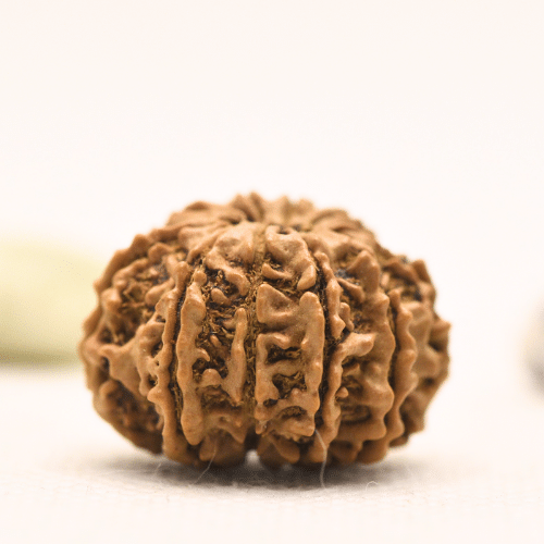 10 Mukhi Nepali Rudraksha - Regular