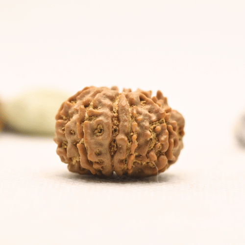 10 Mukhi Nepali Rudraksha - Regular