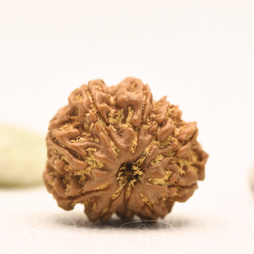 10 Mukhi Nepali Rudraksha - Regular