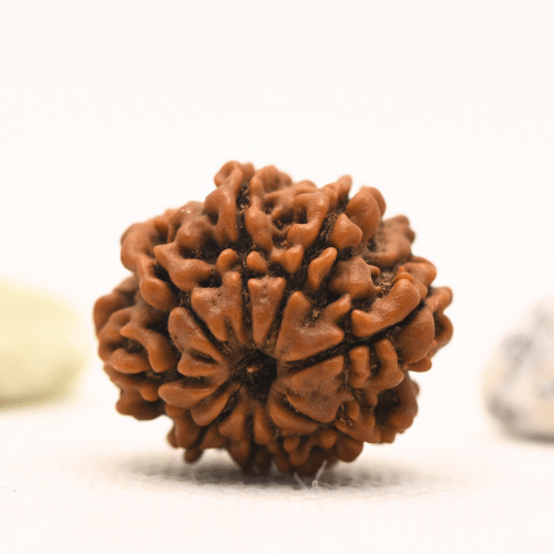 10 Mukhi Nepali Rudraksha - Regular