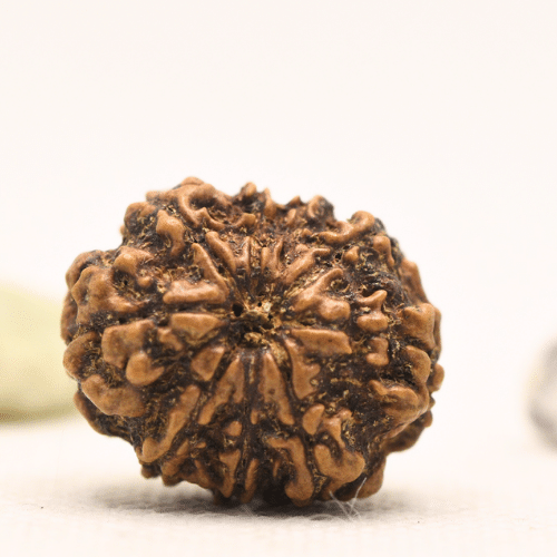 10 Mukhi Nepali Rudraksha - Regular