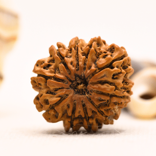 10 Mukhi Nepali Rudraksha - Regular