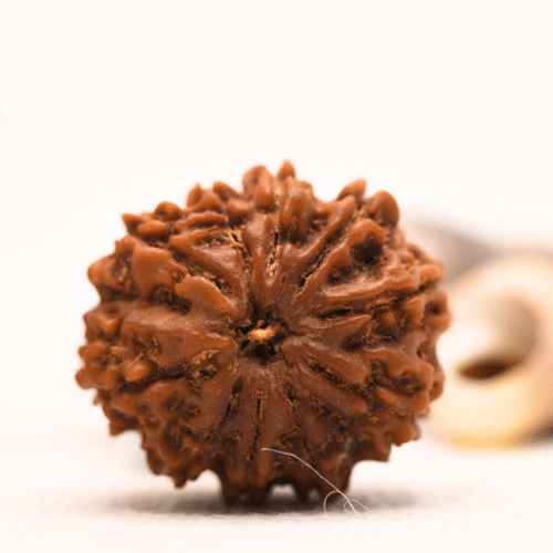 10 Mukhi Nepali Rudraksha - Regular