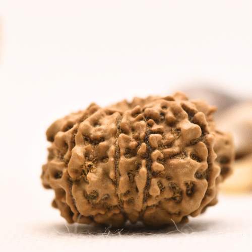 10 Mukhi Nepali Rudraksha - Regular