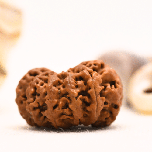 10 Mukhi Nepali Rudraksha - Regular