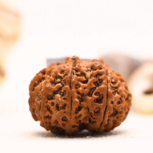 10 Mukhi Nepali Rudraksha - Regular