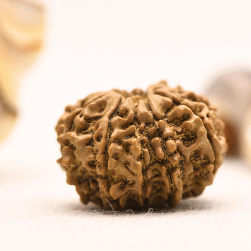 10 Mukhi Nepali Rudraksha - Regular