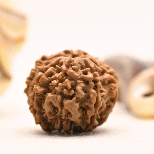 10 Mukhi Nepali Rudraksha - Regular