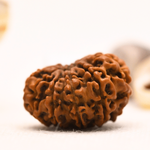 10 Mukhi Nepali Rudraksha - Regular