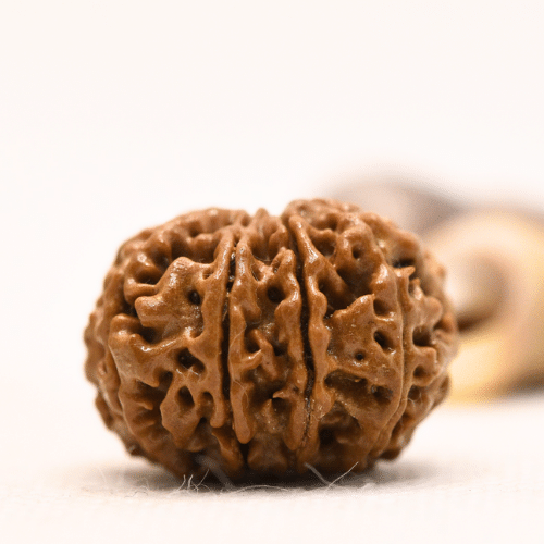 10 Mukhi Nepali Rudraksha - Regular