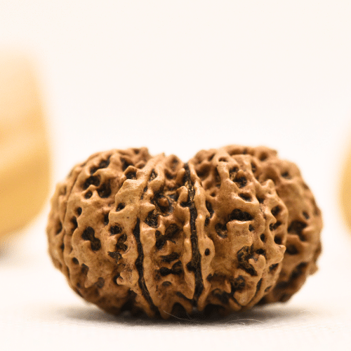 10 Mukhi Nepali Rudraksha - Super Collector