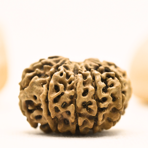 10 Mukhi Nepali Rudraksha - Super Collector