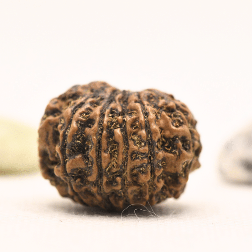 11 Mukhi Nepali Rudraksha - Large