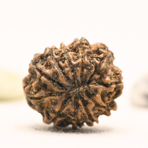 11 Mukhi Nepali Rudraksha - Large