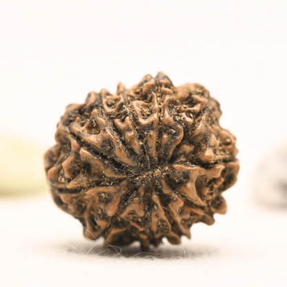 11 Mukhi Nepali Rudraksha - Large