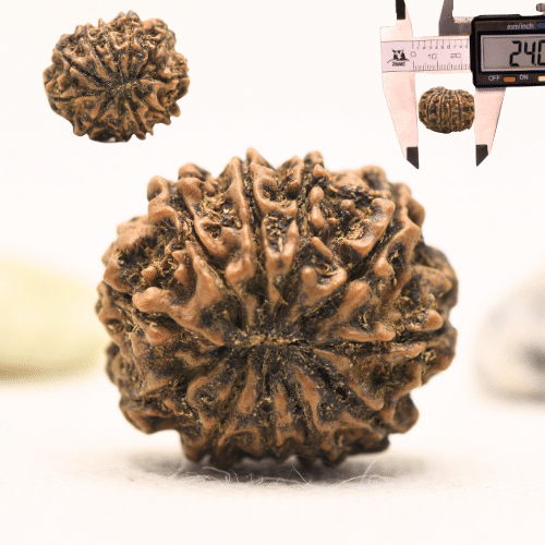 11 Mukhi Nepali Rudraksha - Large