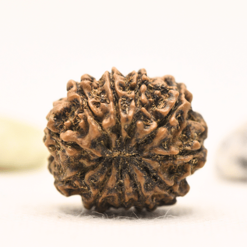 11 Mukhi Nepali Rudraksha - Large