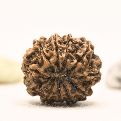 11 Mukhi Nepali Rudraksha - Large