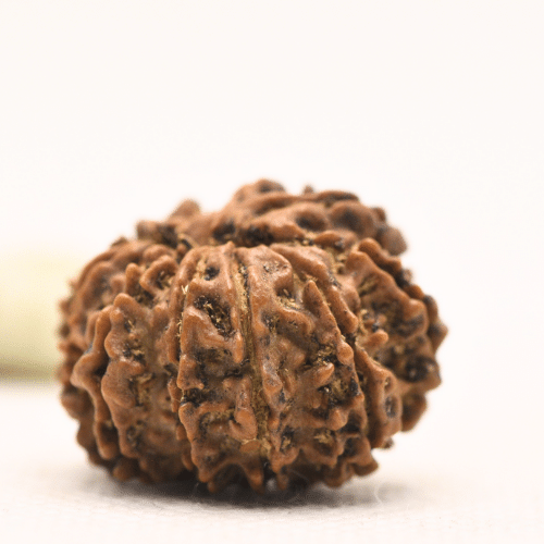 11 Mukhi Nepali Rudraksha - Regular