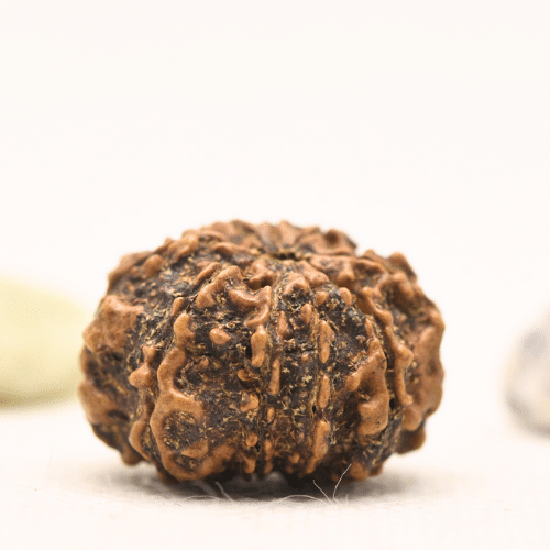 11 Mukhi Nepali Rudraksha - Large