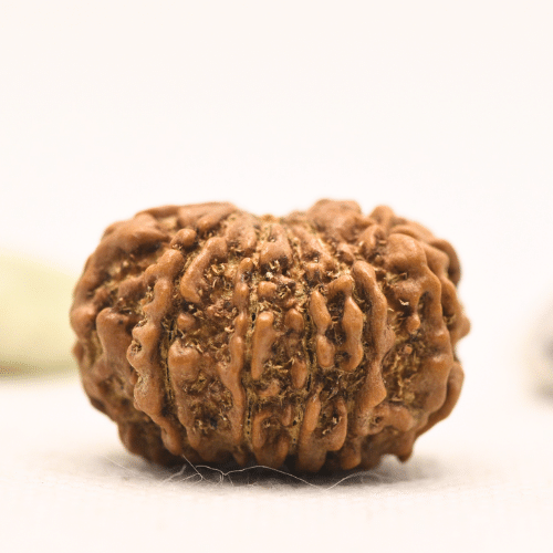 11 Mukhi Nepali Rudraksha - Large