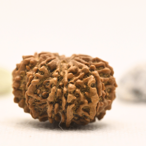 11 Mukhi Nepali Rudraksha - Large